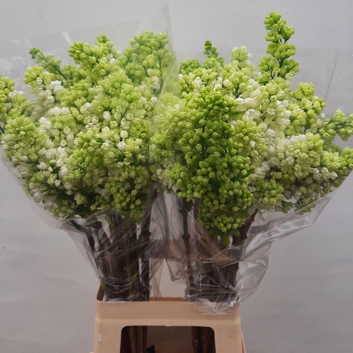 <h4>Syr V Mme Fl Stepman 4 Head</h4>