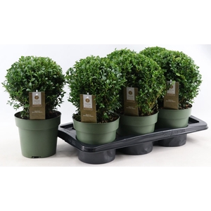 BUXU SEMPERVIRENS