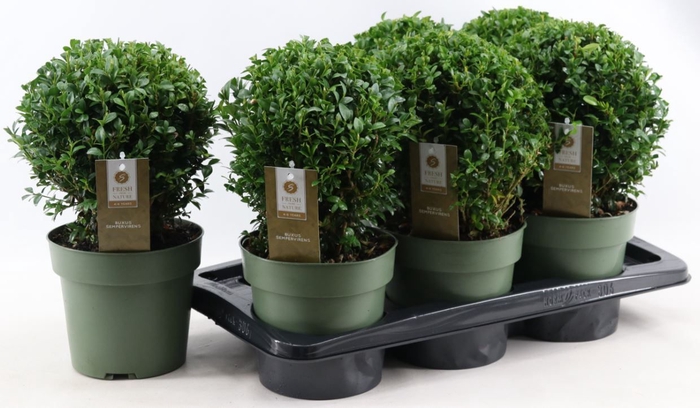 <h4>BUXU SEMPERVIRENS</h4>