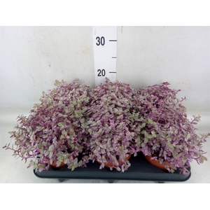 Callisia repens 'Rosato'