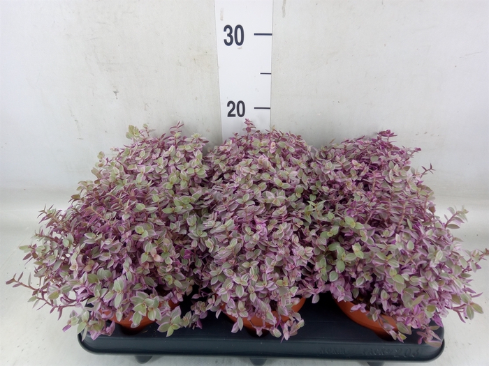 <h4>Callisia repens 'Rosato'</h4>