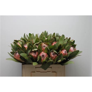 Protea Susara