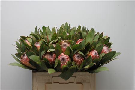 <h4>Protea Susara</h4>