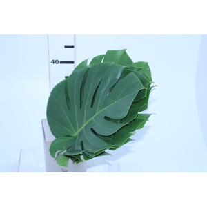 FOLHAGEM MONSTERA DELICIOSA 030 CM