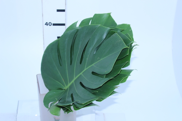 FOLHAGEM MONSTERA DELICIOSA 030 CM