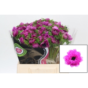 ANEM CO LEVAN FUCSIA