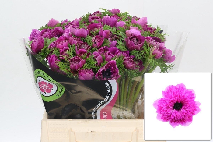 <h4>ANEM CO LEVAN FUCSIA</h4>