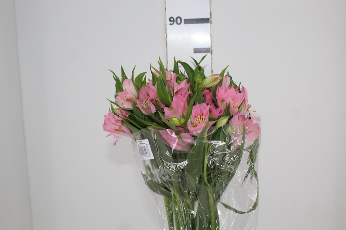 <h4>ALSTROEMERIA DUBAI 080 CM</h4>