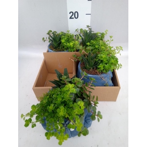 Arr.   Kamerplant Groen L%