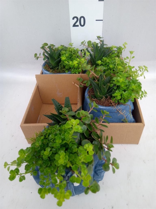 <h4>Arr.   Kamerplant Groen L%</h4>