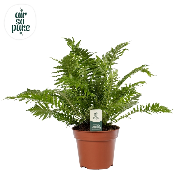 <h4>Blechnum gibbum 'Silver Lady'</h4>