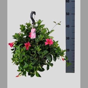 Mandevilla  'Diamantina Opal Fuchs'