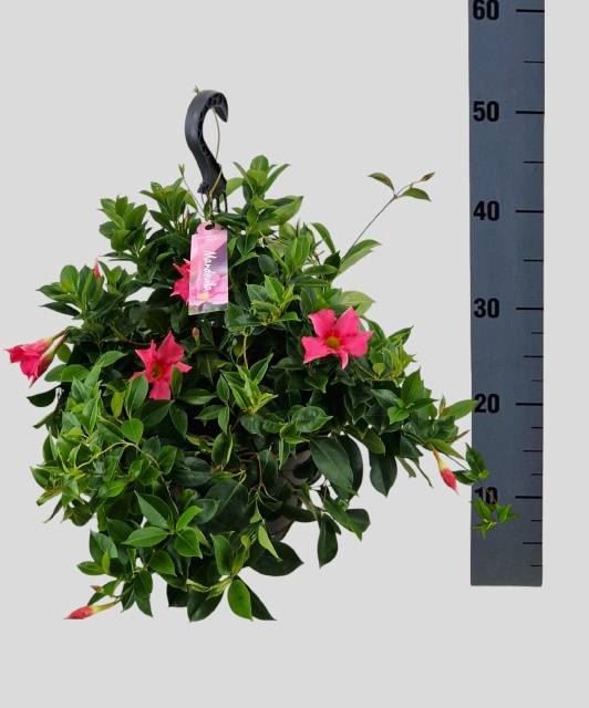 Mandevilla  'Diamantina Opal Fuchs'