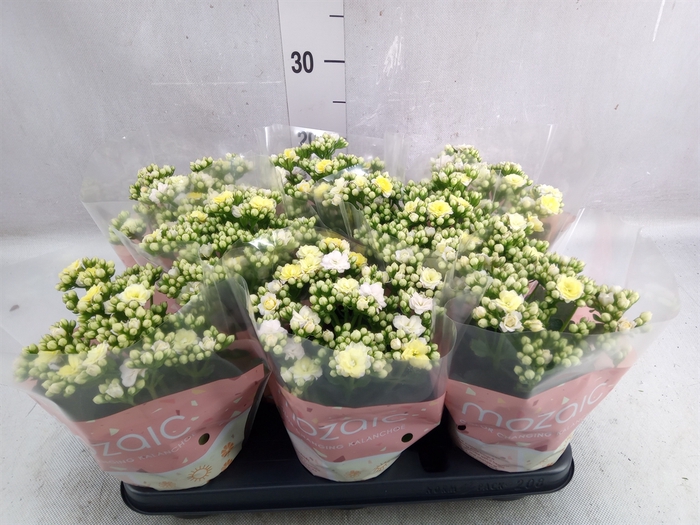 Kalanchoe blos. 'Deco Tweed'