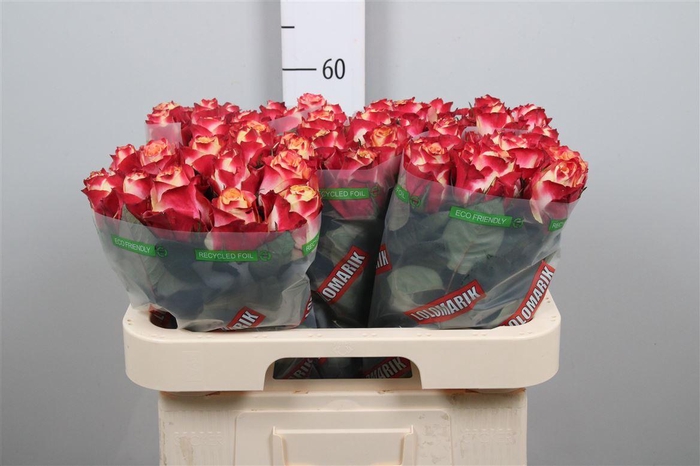 <h4>R Gr Chapeau</h4>