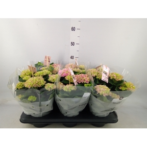 Hydrangea mac. 'Magical Revolution'