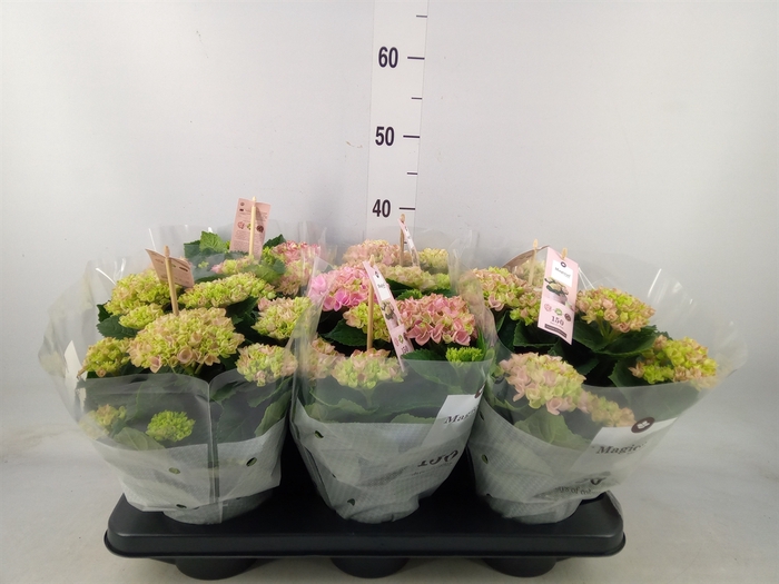 <h4>Hydrangea mac. 'Magical Revolution'</h4>