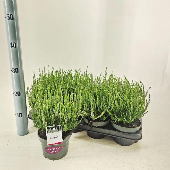 <h4>Calluna Garden Girls Alicia</h4>