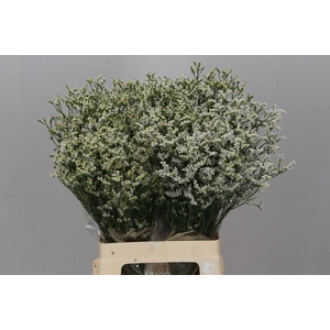 Lim. Sin China White