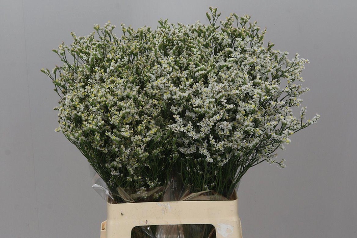 Lim. Sin China White