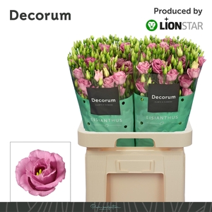 EUS G ROSI ROSE PINK