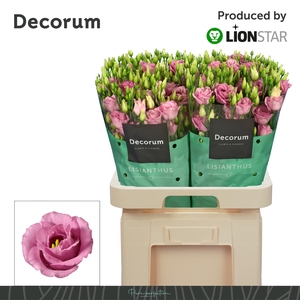 EUS G ROSI ROSE PINK