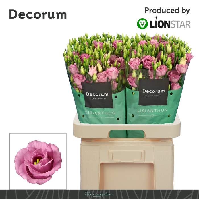 <h4>EUS G ROSI ROSE PINK</h4>