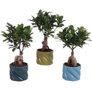 Ficus m. Ginseng Ball Shape Ø09cm in Ø11cm Ceramic FB674