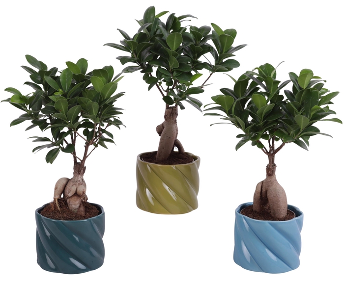 <h4>Ficus m. Ginseng Ball Shape Ø09cm in Ø11cm Ceramic FB674</h4>