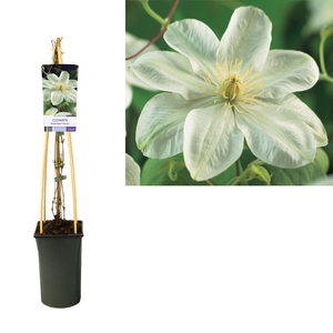 Clematis 'Guernsey Cream' +light label