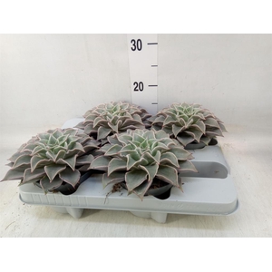 Echeveria   ...