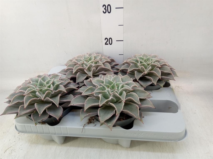 <h4>Echeveria   ...</h4>