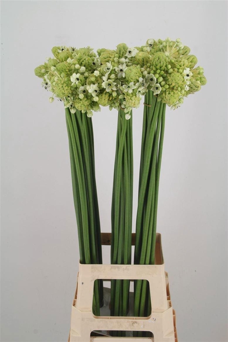 <h4>ORNIT SAUNDERSIAE</h4>