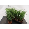 C Euphorbia 12 Cm. P. Tirucalli Potloodcactus