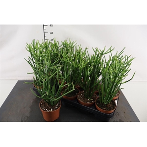 Cactus Euphorbia Tirucalli 12 Cm. Pot