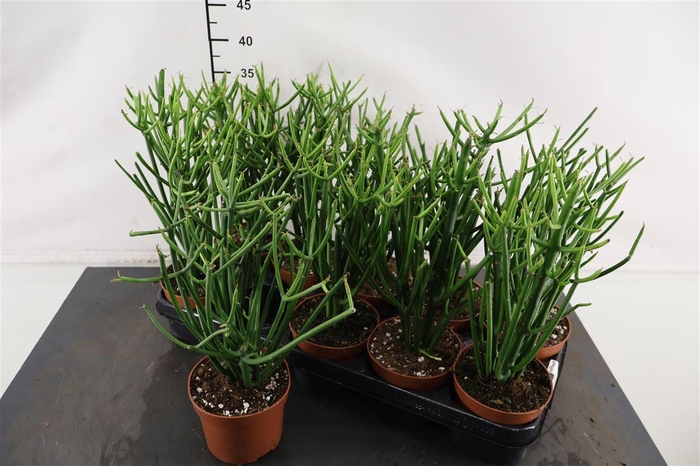 C Euphorbia 12 Cm. P. Tirucalli Potloodcactus