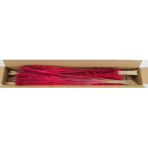 DF Pampas Silvy Cerise