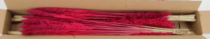 <h4>DF Pampas Silvy Cerise</h4>