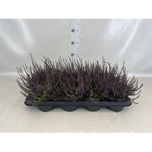 Calluna vulg.   ...