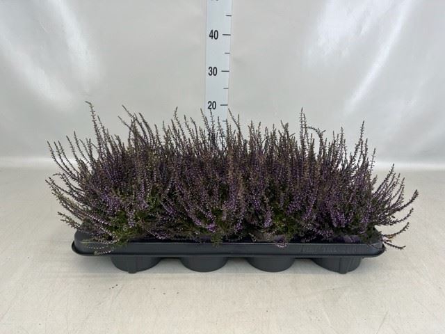 <h4>Calluna vulg.   ...</h4>