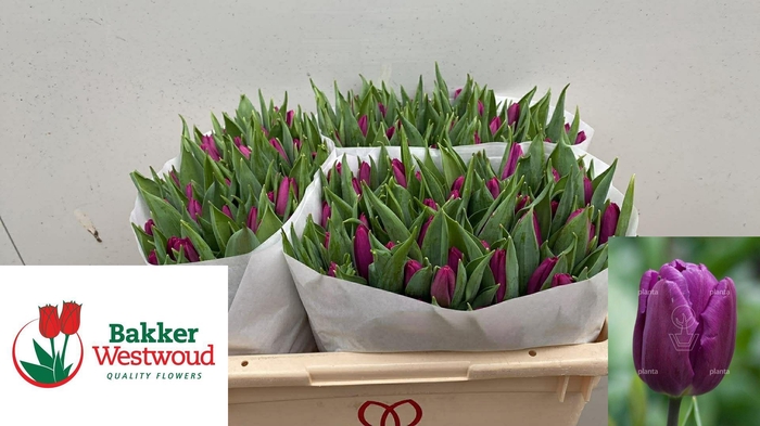 <h4>TU EN PURPLE PRINCE</h4>