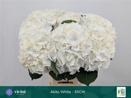 <h4>Hydr M My Akito</h4>