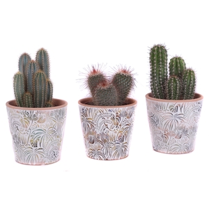 Cactus mix Ø12cm in Ø14cm Ceramic Pot Jungle