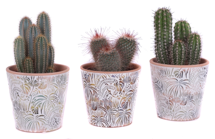 <h4>Cactus mix Ø12cm in Ø14cm Ceramic Pot Jungle</h4>