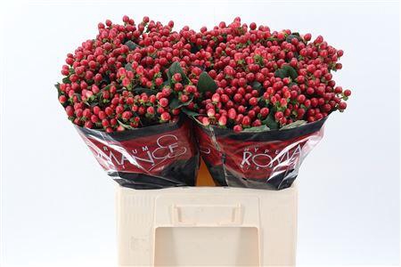 <h4>Hyp True Rom 60cm</h4>