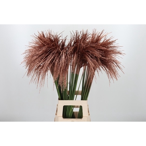 Miscanthus Kl Bh Koper