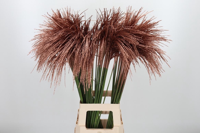 <h4>Miscanthus Kl Bh Koper</h4>