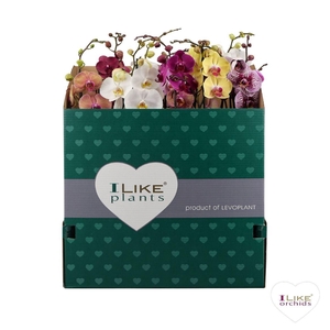 Phal 1 Tak Mix 70 Cm Italie