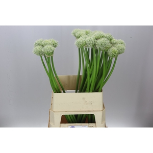 Allium White Giant