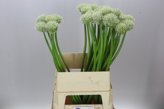 <h4>Allium White Giant</h4>